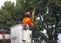 St. Louis Park Tree Service